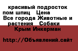 красивый подросток пом шпиц › Цена ­ 30 000 - Все города Животные и растения » Собаки   . Крым,Инкерман